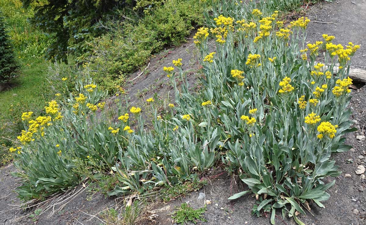 Senecio atratus Seeds – Tall Blacktip Ragwort, Native Perennial Wildflower, Pollinator-Friendly Plant (100 Seeds)