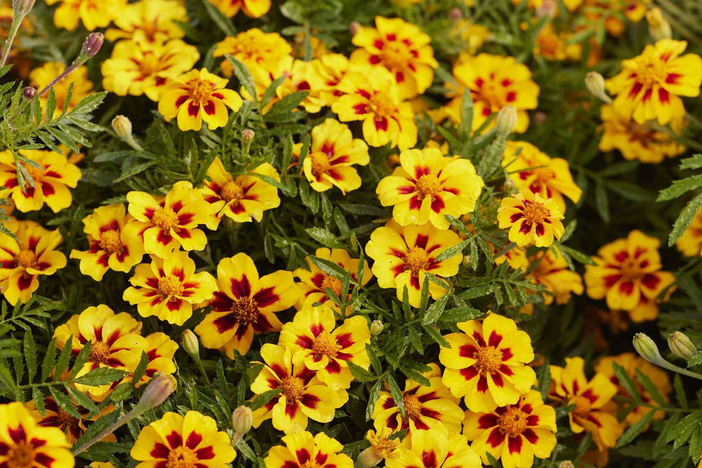 Dainty Marietta Dwarf Marigold Seeds, Tagetes patula, 10 Inches Tall, Yellow & Red Blooms, Pest Repellent, USDA Zones 1-10, Non-GMO