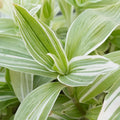 5 Tradescantia fluminensis ‘Variegata’ Cuttings – Cream & Green Unrooted Stems | Indoor Trailing Vine or Outdoor Container Plant