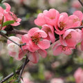 Pink Flowering Quince Tree (Chaenomeles speciosa) | Live Bare Root Shrub | Hardy Ornamental Blooms | Spring Flowering Sapling