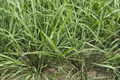 Lemongrass Stalks Plugs - 3 Live Cymbopogon Sereh Plants - Healthy Herb for Cooking and Tea