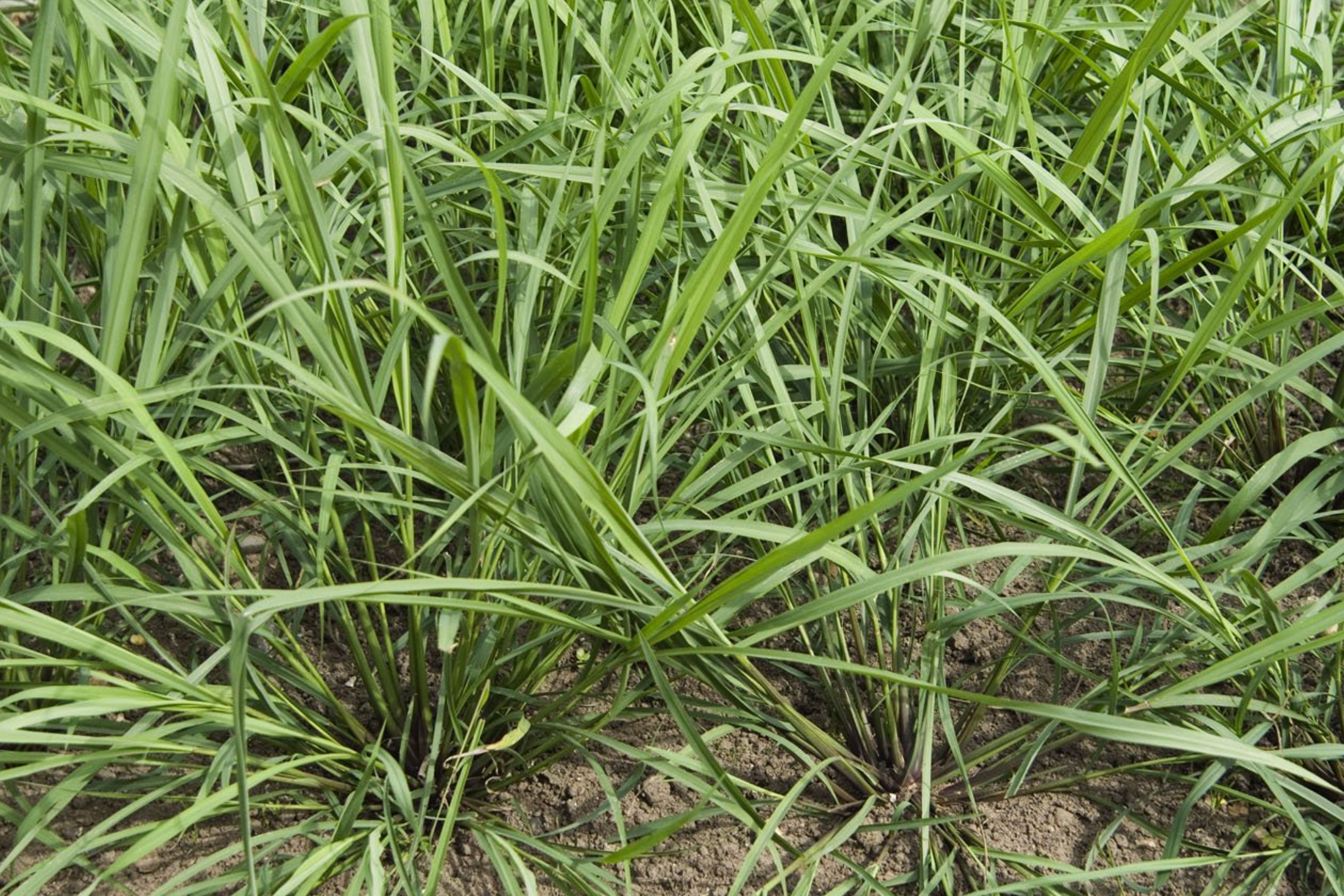 Lemongrass Stalks Plugs - 3 Live Cymbopogon Sereh Plants - Healthy Herb for Cooking and Tea