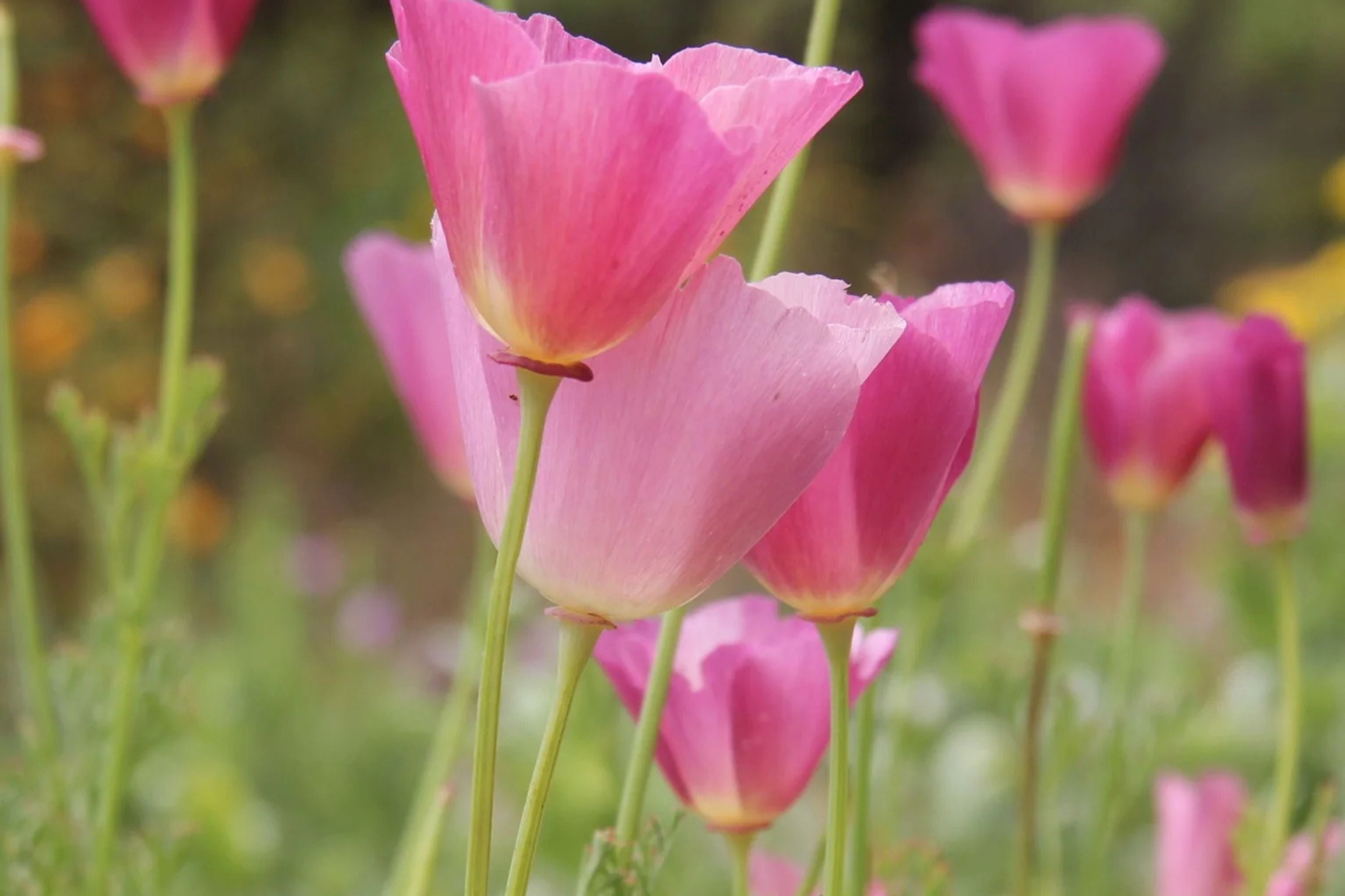 Purple Gleam California Poppy Seeds, Eschscholzia californica, Pink & Lavender Blooms, Drought Tolerant, USDA Zones 3-10, Non-GMO