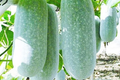 Wax Gourd Seeds - Ash Gourd, White Winter Gourd - NON-GMO Organic Seeds (Benincasa hispida)