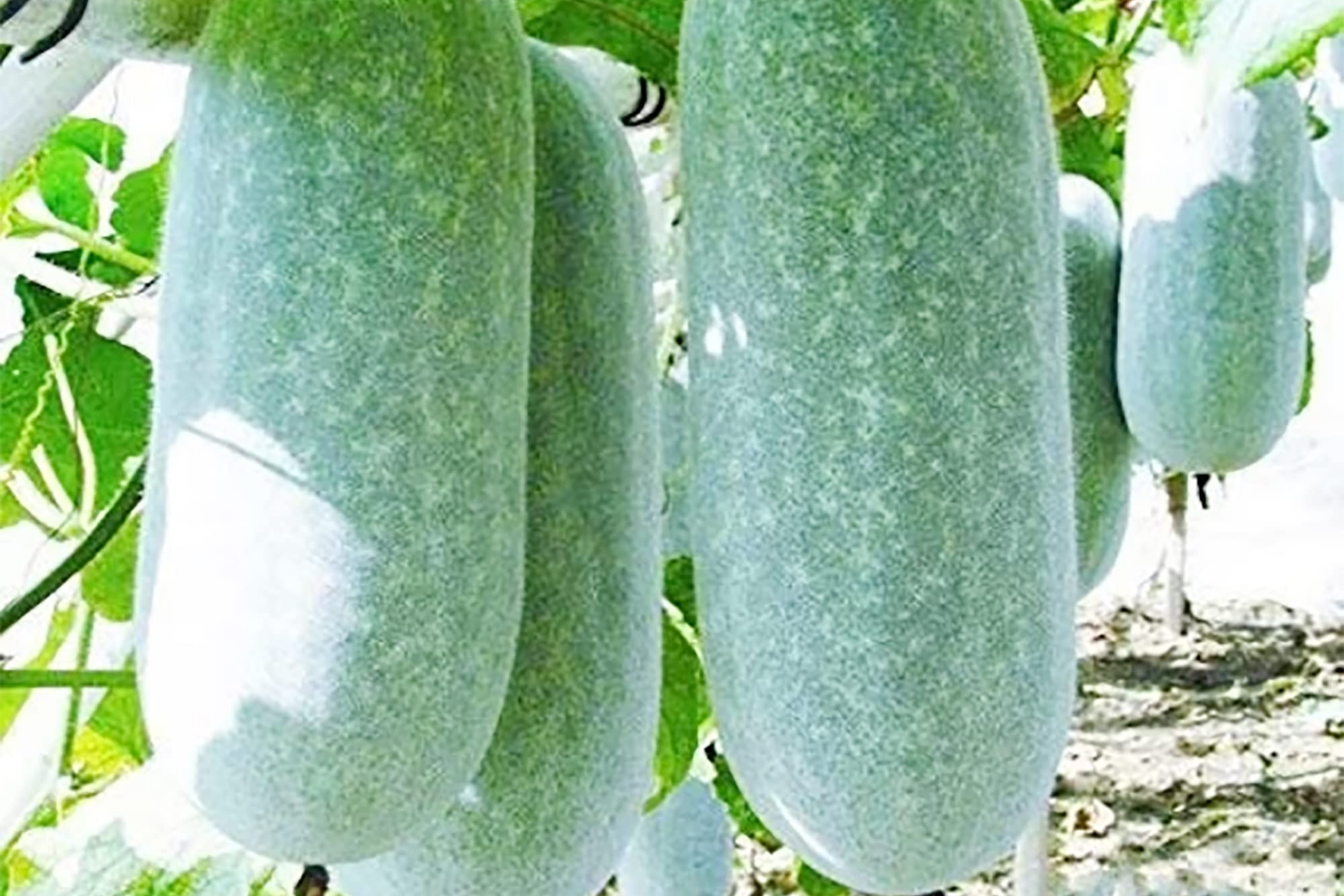Wax Gourd Seeds - Ash Gourd, White Winter Gourd - NON-GMO Organic Seeds (Benincasa hispida)