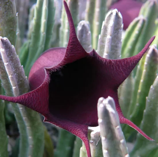 Black Bell Stapelia Live Starter Plant Bareroot – Rare Huernia leendertziae Succulent – Orbea/Stapelia Black Flower Carrion Plant