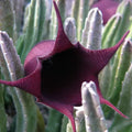 Black Bell Stapelia Live Starter Plant Bareroot – Rare Huernia leendertziae Succulent – Orbea/Stapelia Black Flower Carrion Plant