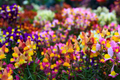 Fairy Bouquet Snapdragon Seeds - Spurred Snapdragon Baby Mix - Antirrhinum majus