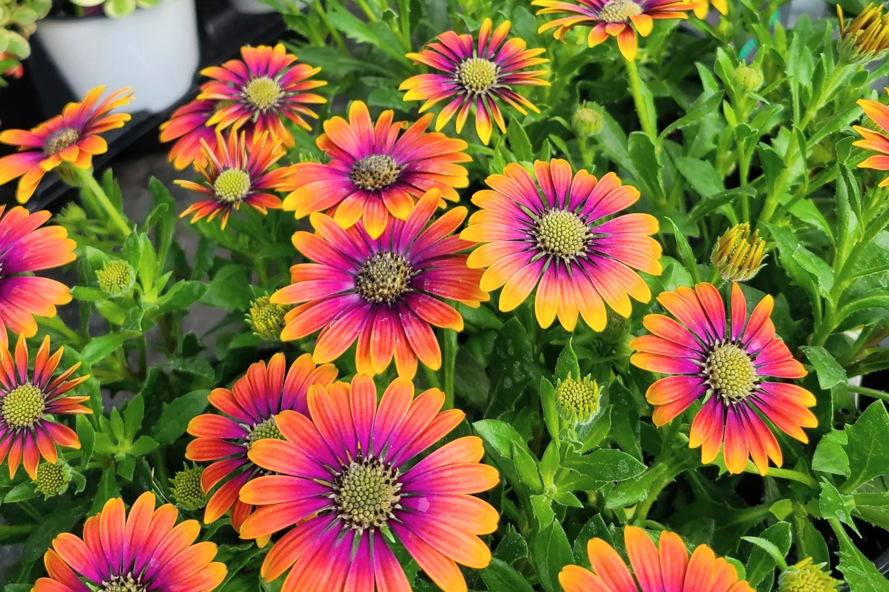 Purple & Yellow Cape Daisy Seeds - 200+ Osteospermum Seeds - USA Grown -  - Bicolor Blooms - Drought Tolerant - Butterfly Garden