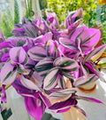 3 Tradescantia Nanouk Cuttings – 3–4" Pink Variegated Unrooted Stems | Live Houseplant for Indoor Pots or Outdoor Planters