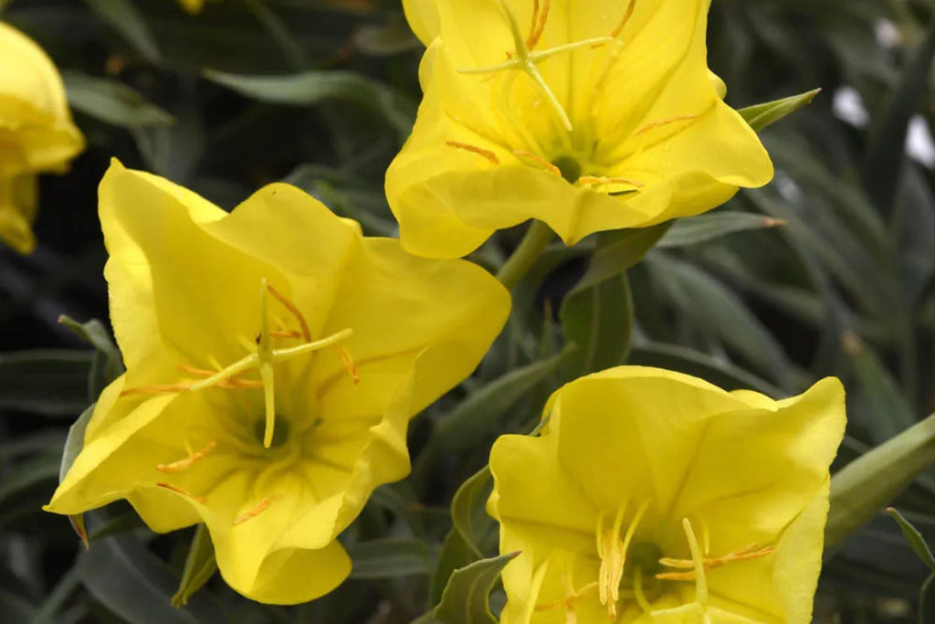 Missouri Yellow Primrose Seeds, 8-12 Inches Tall, Cheerful Yellow Blooms, Drought Tolerant, USDA Zones 4-9, Non-GMO