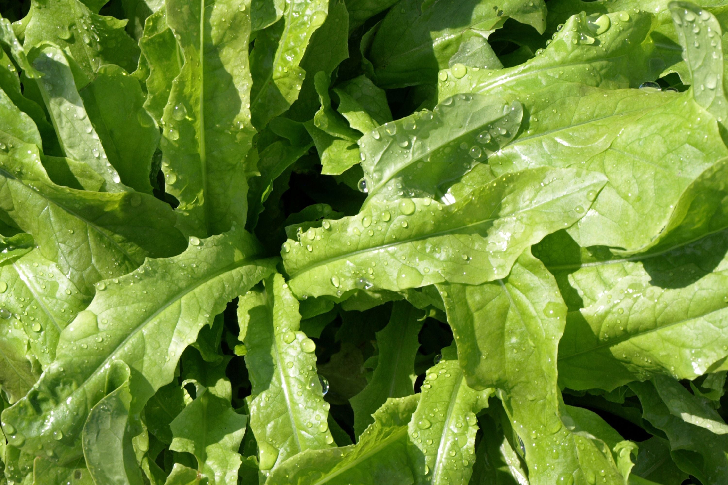 500mg Asparagus Lettuce Seeds - New Yu Mai Variety - Celtuce Heirloom Non-GMO for Crisp Stems & Leaves - Asian Greens for Garden Containers