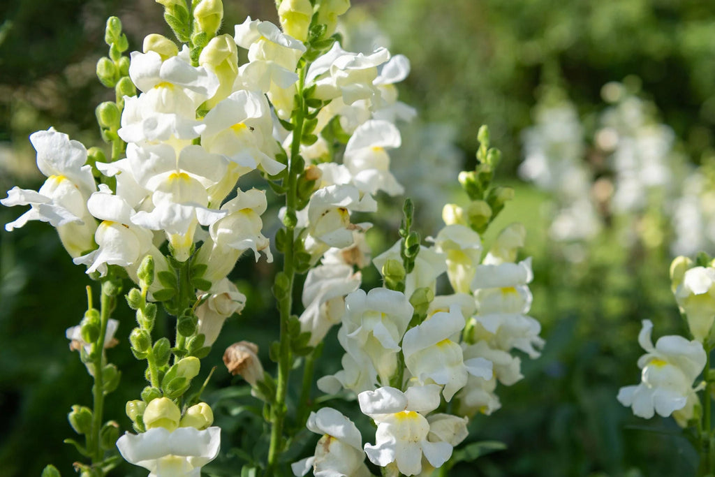 Snowflake Snapdragon Seeds, Antirrhinum majus, 30-36 Inches Tall, Pure White Blooms, Attracts Pollinators, USDA Zones 3-9, Non-GMO