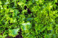 Frisee Endive Seeds - Green Curled Ruffec - Cichorium Endivia - Vegetable Seeds for Garden Planting