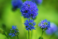 Gilia Capitata Seeds - Queen Anne's Thimbles Blue - Flower Seeds - Annual Wildflower