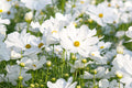 Purity Cosmos Seeds, Cosmos bipinnatus, 3-5 Feet Tall, Pure White Blooms, Fast Growing, USDA Zones 2-10, Non-GMO