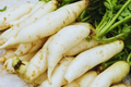 Daikon Radish Seeds | Japanese Minowase Variety | NON GMO | Raphanus sativus