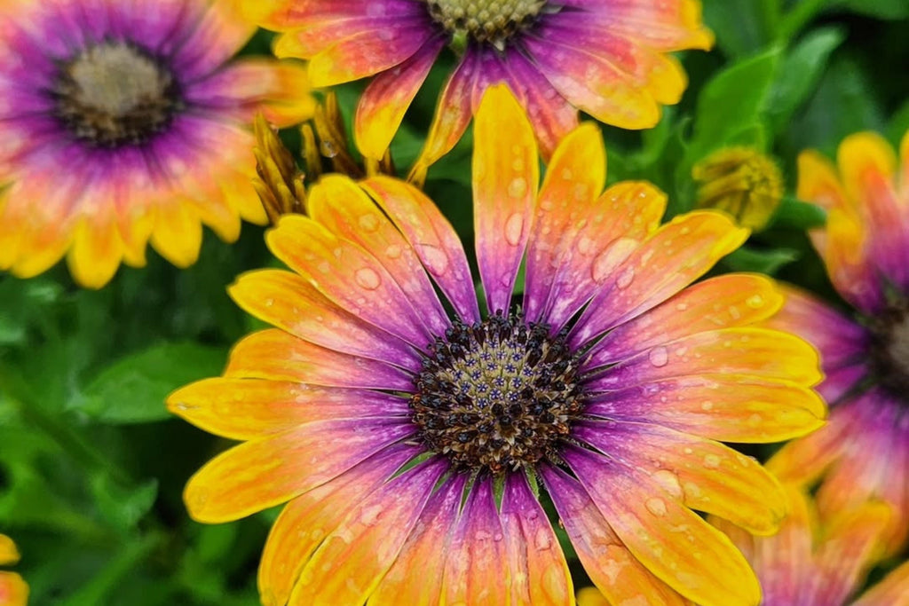 Purple & Yellow Cape Daisy Seeds - 200+ Osteospermum Seeds - USA Grown -  - Bicolor Blooms - Drought Tolerant - Butterfly Garden