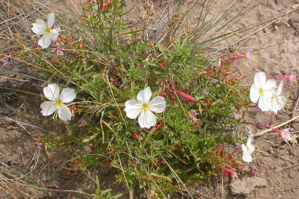 Pale Evening Primrose Seeds, Oenothera pallida, 8-20 Inches Tall, White to Pale Pink Blooms, Fragrant, USDA Zones 4-9, Non-GMO