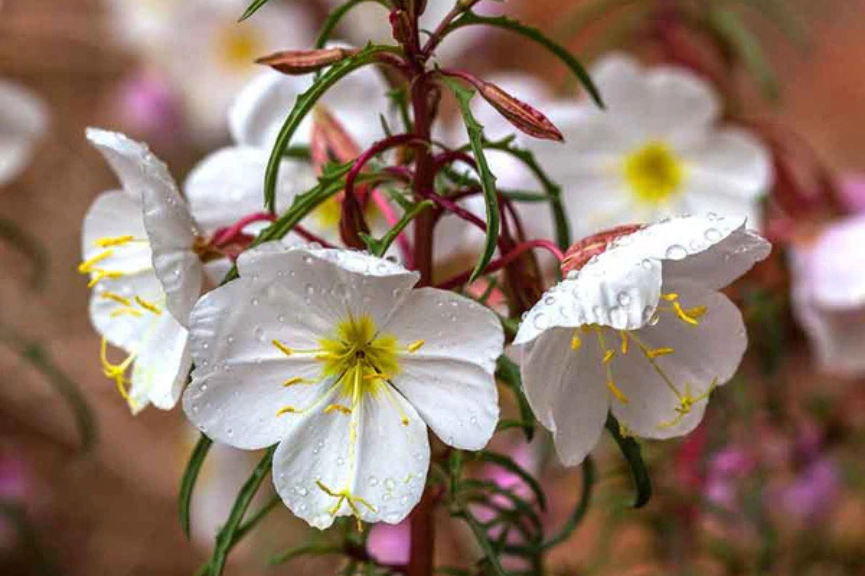 Pale Evening Primrose Seeds, Oenothera pallida, 8-20 Inches Tall, White to Pale Pink Blooms, Fragrant, USDA Zones 4-9, Non-GMO