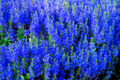 Speedwell Seeds - Royal Blue Veronica Teucrium | Flower Seeds for Garden Planting