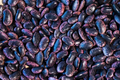Runner Bean Seeds | Flat Bean Variety | Scarlet Runner | Phaseolus coccineus