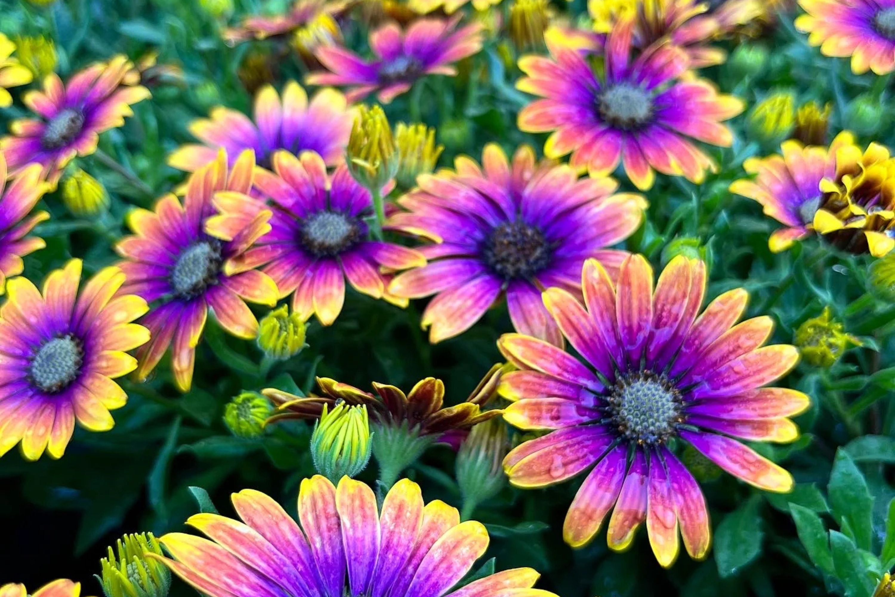 Purple & Yellow Cape Daisy Seeds - 200+ Osteospermum Seeds - USA Grown -  - Bicolor Blooms - Drought Tolerant - Butterfly Garden
