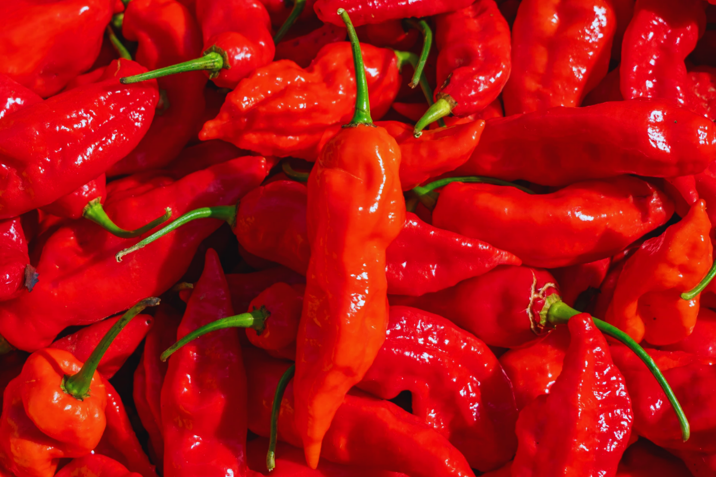 Ghost Pepper Seeds | Red Bhut Jolokia | Super Hot Chili Seeds | Capsicum chinense