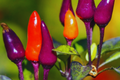 Hot Purple Tiger Pepper Seeds | Non-GMO Organic Trifetti Hot Peppers