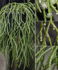 Rhipsalis Cuttings - 5 Pack - Orchid Cactus - White Blooms - Rhipsalis aff. goebeleana - Rare HTF Plant