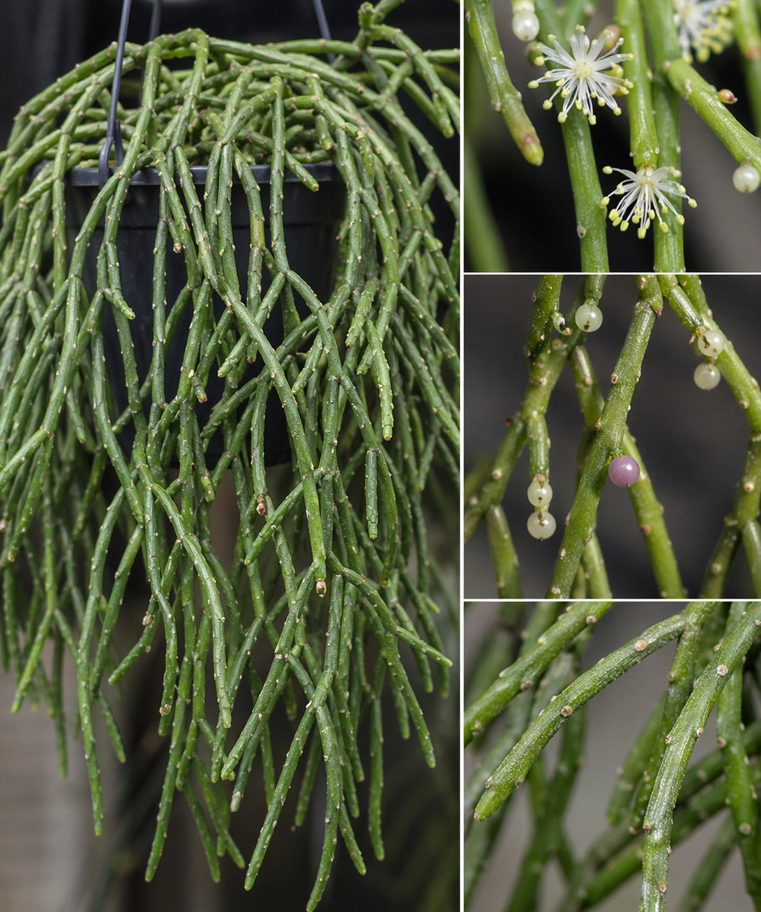 Rhipsalis Cuttings - 5 Pack - Orchid Cactus - White Blooms - Rhipsalis aff. goebeleana - Rare HTF Plant