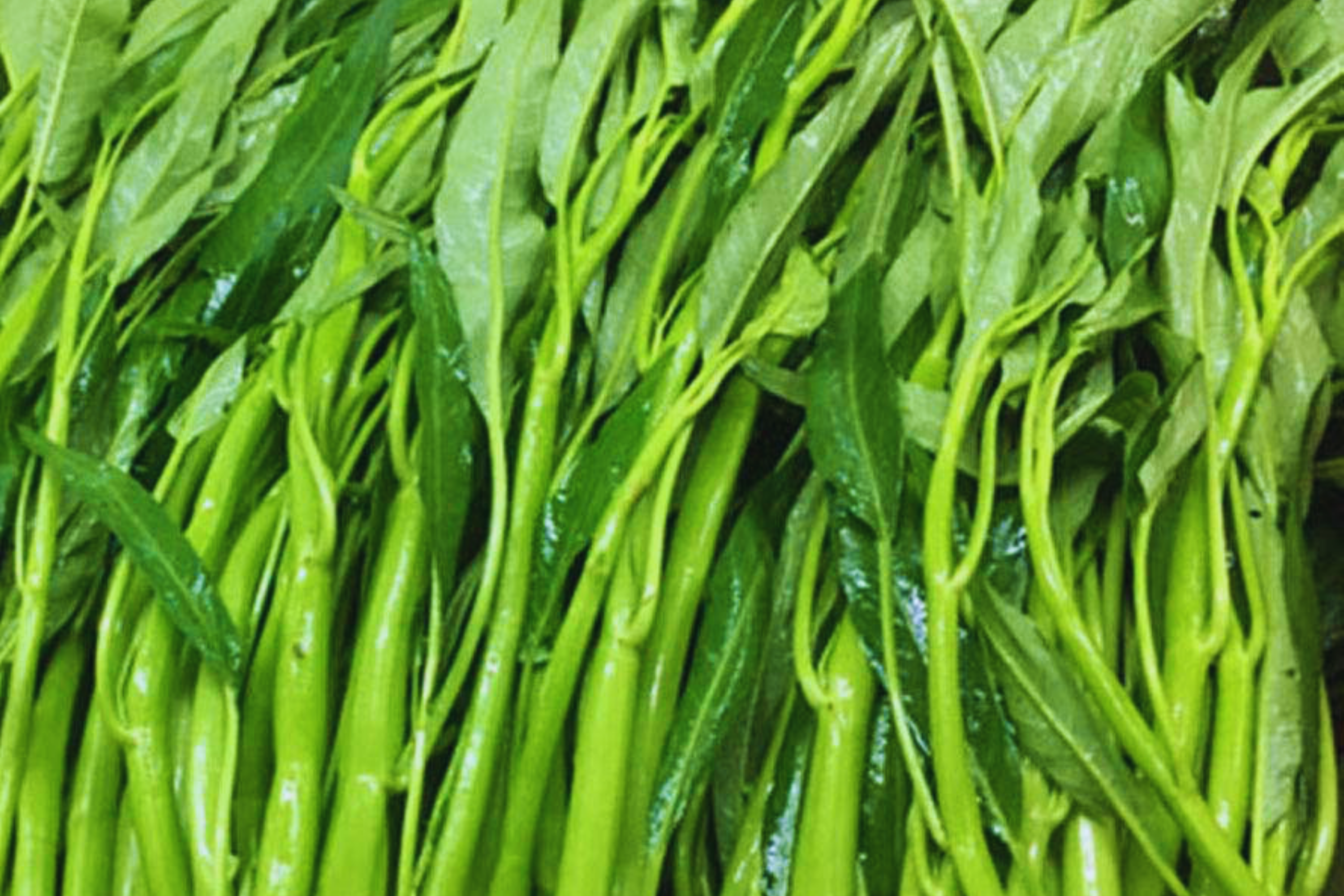 Thai Water Spinach Seeds - Ong Choy Kangkong - Big Leaf, White Stem - Ipomoea aquatica