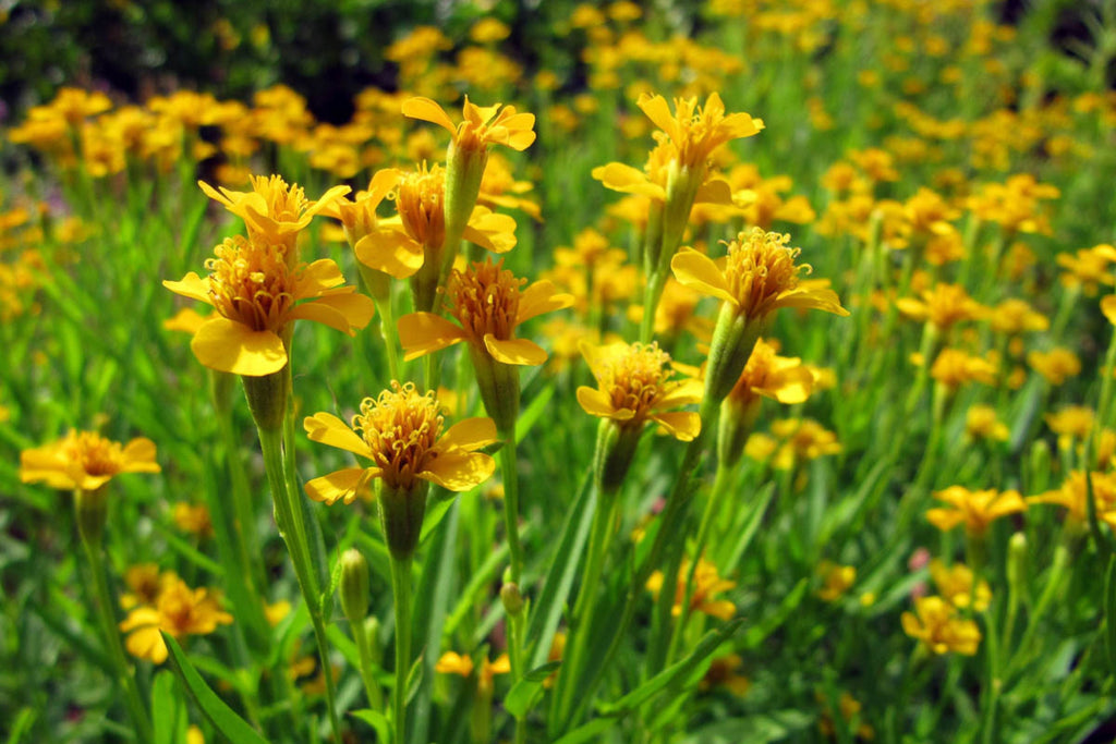 Mexican Tarragon Seeds | Licorice-Scented Herb | Culinary & Ornamental | Non-GMO |  | Heat-Tolerant