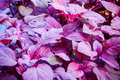 Red Amaranth Seeds | Edible Amaranth, Chinese Spinach, Yin Choi | Stripe Leaf Variety | Amaranthus gangeticus