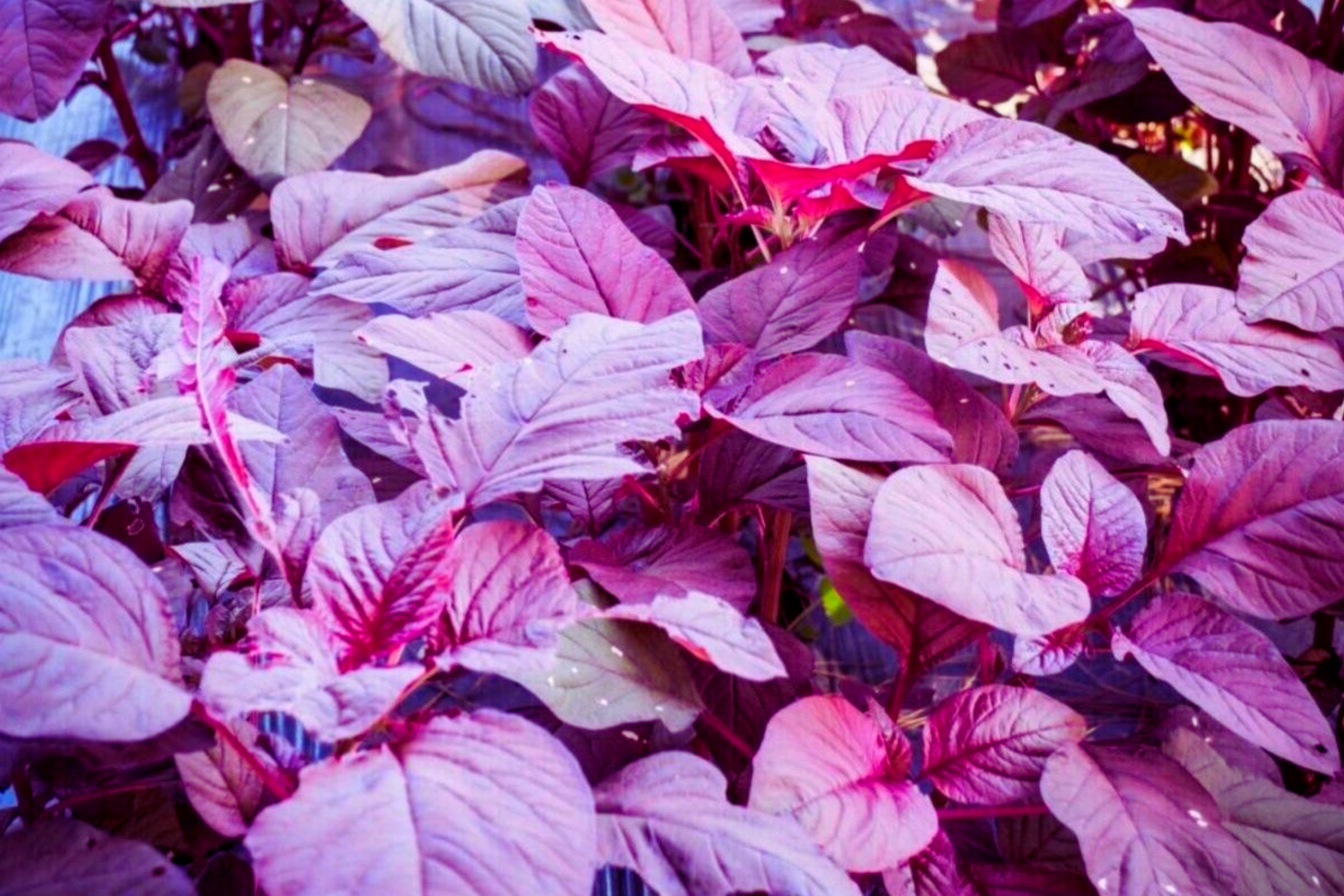 Red Amaranth Seeds | Edible Amaranth, Chinese Spinach, Yin Choi | Stripe Leaf Variety | Amaranthus gangeticus