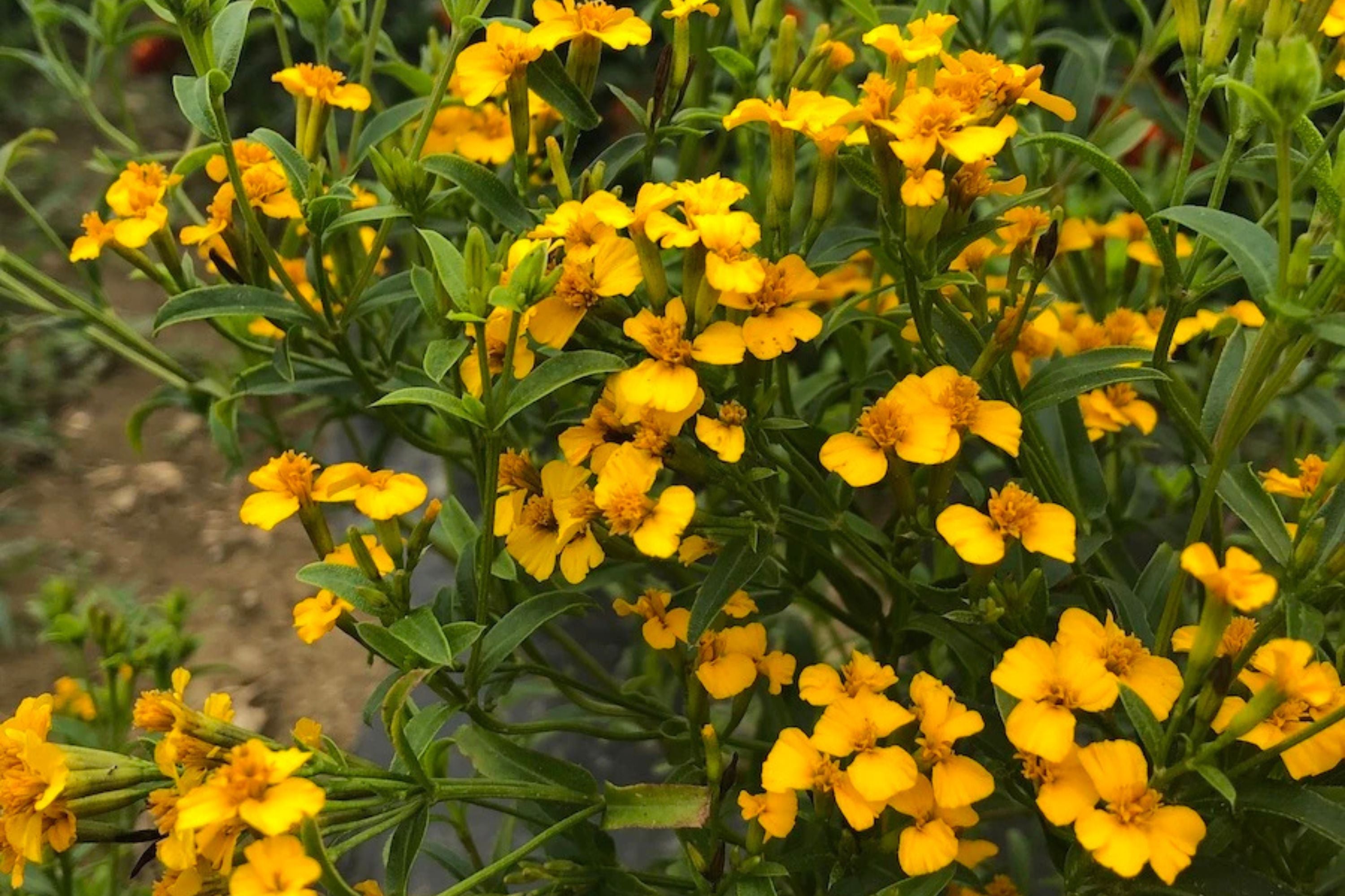 Mexican Tarragon Seeds | Licorice-Scented Herb | Culinary & Ornamental | Non-GMO |  | Heat-Tolerant