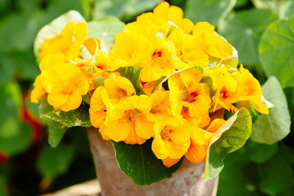 Moonlight Nasturtium Seeds | Creamy Yellow Blooms | Trailing Vines | Edible Flowers |  | Heirloom