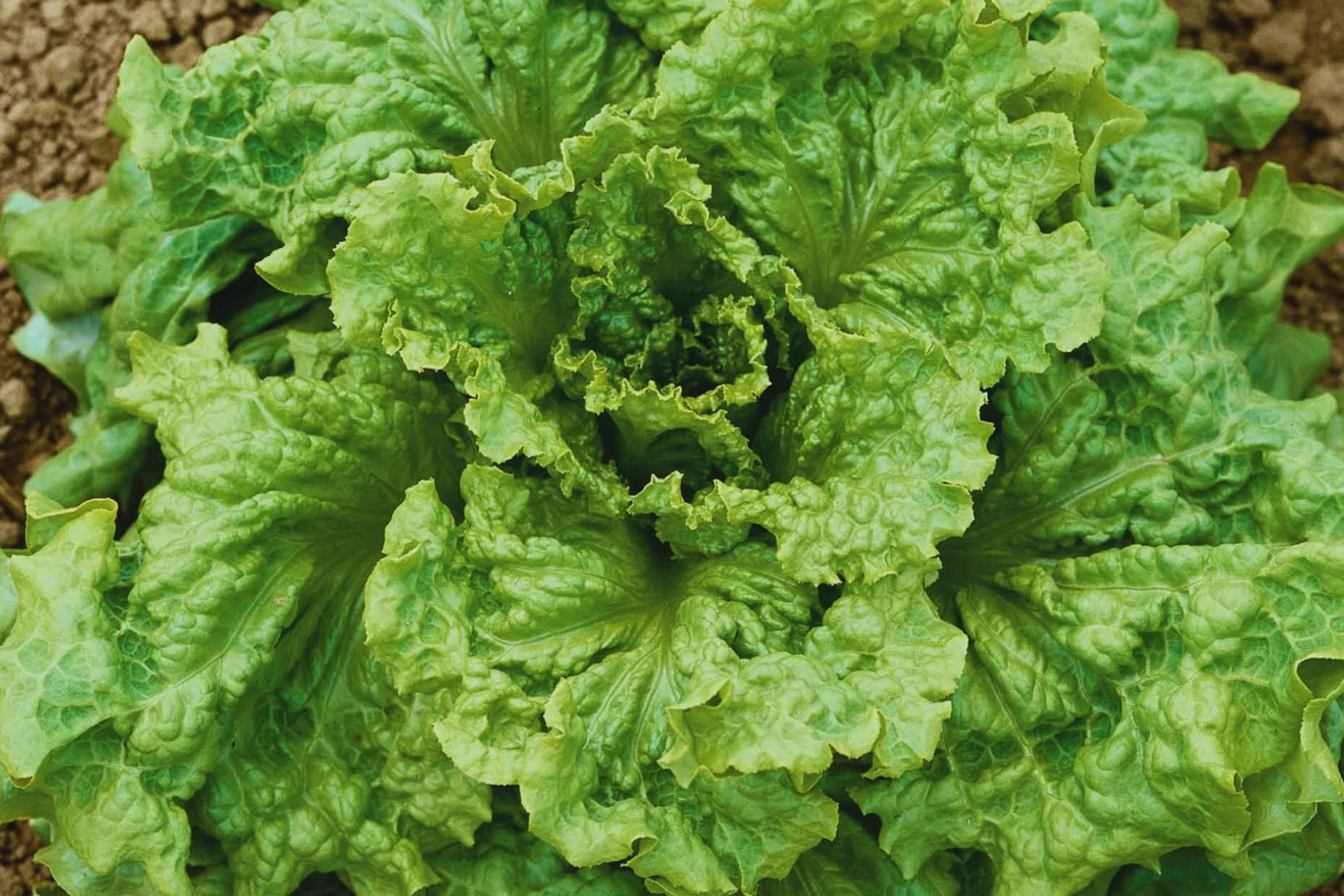 Black Seeded Simpson Lettuce Seeds | Non-GMO | Fresh Leaf Vegetable | Lactuca sativa