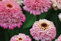 Zinderella Lilac Zinnia Seeds - 100+ Double Bloom Seeds - USA Grown -  - Cut Flower Garden - Butterfly Magnet - Easy Grow