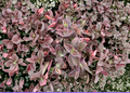 Tradescantia Pale Puma Cuttings – 5 Live Unrooted Fuzzy Tradescantia sillamontana Cuttings for Propagation