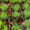 Haworthia rubrobrunnea Live Succulent – Rooted in 2'' Planter | Easy-Care Indoor Plant | Unique Gardening Gift