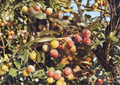 Arbequina Olive Tree Olea Europaea Small Rooted Starter Live Plant for Container or Garden Growing
