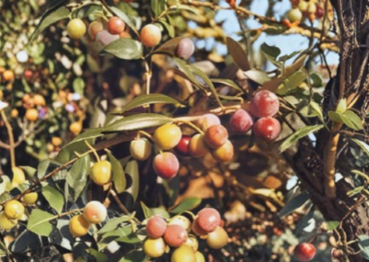 Arbequina Olive Tree Olea Europaea Small Rooted Starter Live Plant for Container or Garden Growing