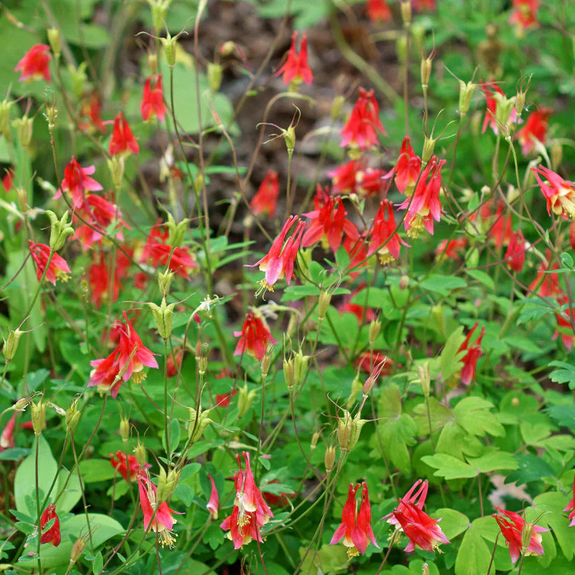 Live Wild Red Columbine Plant - Aquilegia canadensis - Native Perennial in 1 Pint Pot - Hummingbird Magnet for Shade or Sun Gardens
