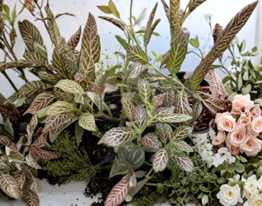 Pink Nerve Fittonia Live Plant Division – Fittonia spp Striped Spotted Leaf Houseplant Cutting