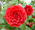 Super Rare ‘Middlemist Red’ Camellia Cuttings (Camellia japonica) – 3 Unrooted Cuttings for Rooting, Propagation, or Grafting