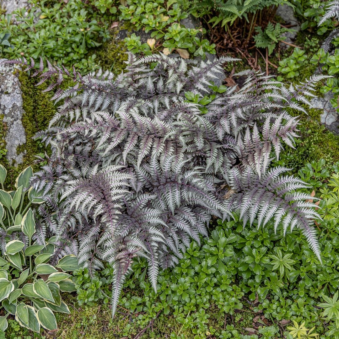 Live Japanese Painted Fern - Athyrium Niponicum - Perennial Shade Plant - Silver Foliage Fern in 1 Pint Pot - Easy to Grow