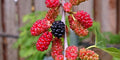 Red Mulberry Tree – Morus rubra – Bare Root Live Tree (Not Dwarf) – Native Fruit Tree for Wildlife, Shade & Sweet Berries