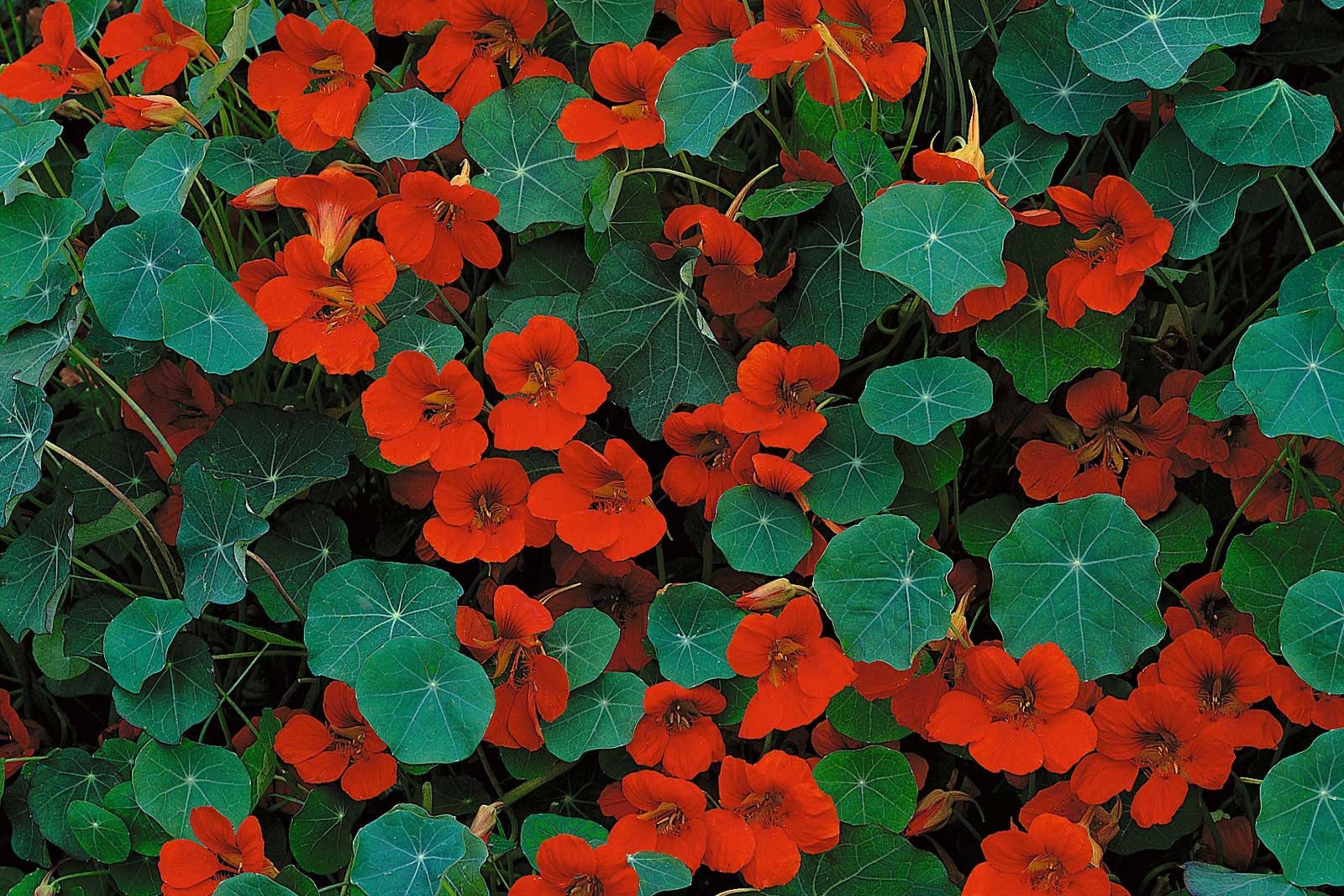 Empress Of India Nasturtium Seeds | Crimson Blooms | Edible Flowers | Non-GMO |  | Compact & Fragrant