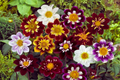 Dahlia Seeds - Dandy Mix Variety - Flower Seeds - Dahlia variabilis - Colorful Blooms for Garden Planting